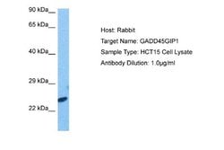 CRIF1 Antibody, Novus Biologicals 100 &mu;L; Unconjugated:Antibodies, Polyclonal